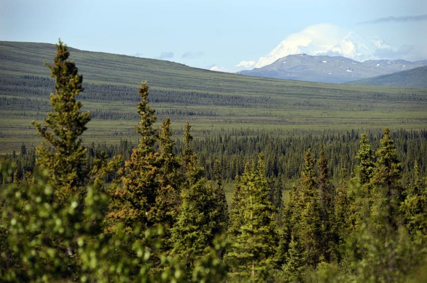 Into the Wild Pilgrimages
