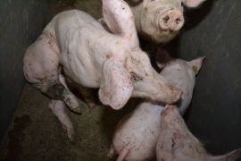 SchweinKowald